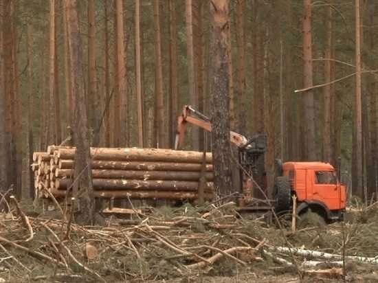 Необходимые документы для получения бесплатного леса от государства