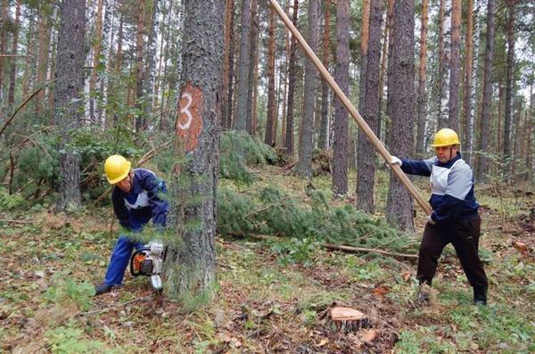 Разрешительные документы на вырубку леса для бизнеса