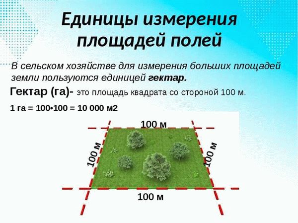 Интересные факты о площади