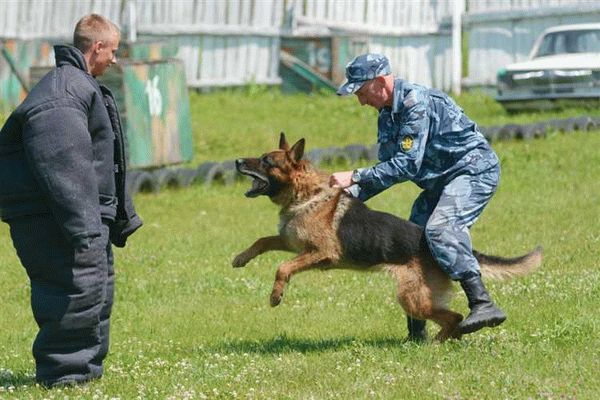 Какими качествами должен обладать кинолог